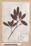 Cyclobalanopsis sessilifolia (Blume) Schottky lR