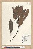 Machilus zuihoensis Hayata 