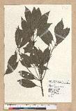 Neolitsea sericea (Blume) Koidz. շsl