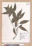 Cinnamomum insulari-montanum Hayata s׮(xW׮)