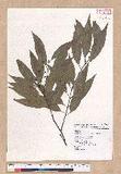 Cinnamomum insulari-montanum Hayata s׮(xW׮)