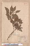 Cinnamomum sp.