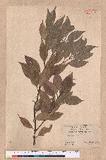 Cinnamomum sp.