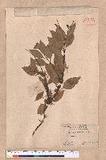Cinnamomum sp.