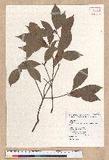 Litsea lii Chang var. nunkao-tahangensis (Liao) Liao ~l