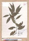 Cinnamomum insulari-montanum Hayata s׮(xW׮)