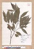 Cinnamomum insulari-montanum Hayata s׮(xW׮)