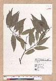 Cinnamomum insulari-montanum Hayata s׮(xW׮)