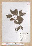 Neolitsea hiiranensis Liu & Liao nssl