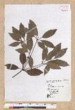 Neolitsea hiiranensis Liu & Liao nssl