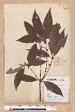 Neolitsea aciculata (Blume) Koidz. var. variabillima (Hayata) J. C. Liao ܸsl
