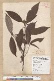 Neolitsea aciculata (Blume) Koidz. var. variabillima (Hayata) J. C. Liao ܸsl