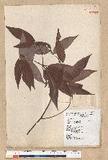 Neolitsea aciculata (Blume) Koidz. var. variabillima (Hayata) J. C. Liao ܸsl