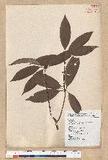 Neolitsea aciculata (Blume) Koidz. var. variabillima (Hayata) J. C. Liao ܸsl