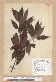 Neolitsea acuminatissima (Hayata) Kanehira et Sasaki ssl
