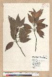 Neolitsea sericea (Blume) Koidz. var. aurata (Hayata) Hatusima sl