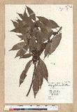 Neolitsea aciculata (Blume) Koidz. Usl