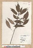 Neolitsea aciculata (Blume) Koidz. Usl
