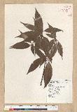 Neolitsea aciculata (Blume) Koidz. Usl
