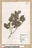 Neolitsea buisanensis Yamamoto & Kamikoti Z¤ssl