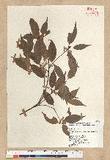 Neolitsea acuminatissima (Hayata) Kanehira et Sasaki ssl