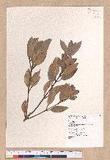 Cinnamomum tenuifolium Sugimoto forma nervosum (Meissn.) Hara ѪǮ