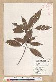 Neolitsea aciculata (Blume) Koidz. var. variabillima (Hayata) J. C. Liao ܸsl