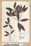 Neolitsea aciculata (Blume) Koidz. Usl