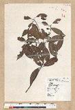 Neolitsea aciculata (Blume) Koidz. var. variabillima (Hayata) J. C. Liao ܸsl