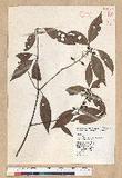 Neolitsea aciculata (Blume) Koidz. var. variabillima (Hayata) J. C. Liao ܸsl