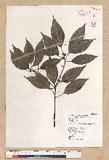 Neolitsea parvigemma (Hayata) Kanehira & Sasaki p޷sl