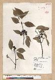 Neolitsea parvigemma (Hayata) Kanehira & Sasaki p޷sl