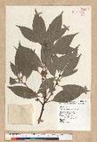 Neolitsea sericea (Blume) Koidz. շsl
