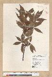 Neolitsea acuminatissima (Hayata) Kanehira et Sasaki ssl