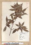 Neolitsea acuminatissima (Hayata) Kanehira et Sasaki ssl