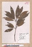 Litsea acuminata (Blume) Kurata l