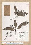 Machilus zuihoensis Hayata 