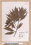 Litsea acuminata (Blume) Kurata l