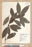 Neolitsea villosa (Blume) Merr. sl