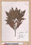 Litsea acuminata (Blume) Kurata l