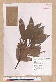 Litsea acuminata (Blume) Kurata l
