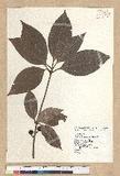 Neolitsea villosa (Blume) Merr. sl