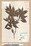 Neolitsea acuminatissima (Hayata) Kanehira et Sasaki ssl