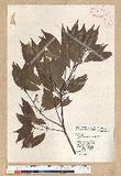 Neolitsea acuminatissima (Hayata) Kanehira et Sasaki ssl