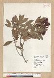 Neolitsea hiiranensis Liu & Liao nssl