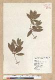 Neolitsea hiiranensis Liu & Liao nssl