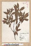 Neolitsea acuminatissima (Hayata) Kanehira et Sasaki ssl