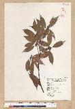 Neolitsea acuminatissima (Hayata) Kanehira et Sasaki ssl