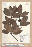 Neolitsea villosa (Blume) Merr. sl