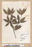 Neolitsea aciculata (Blume) Koidz. Usl